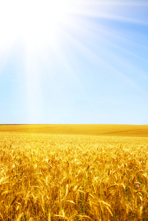 金色麦子风景图片