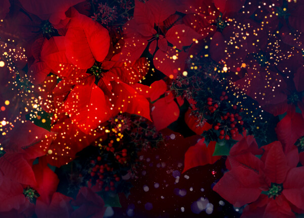 意境深远火红花朵装饰画效果图