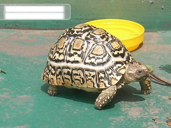 豹纹龟壳海龟