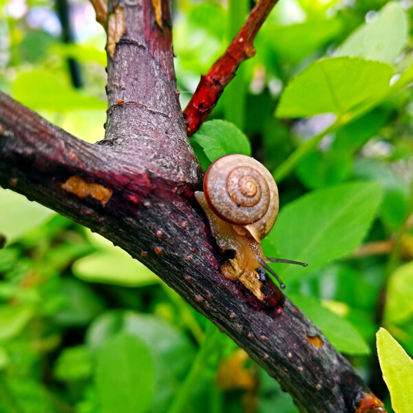 雨后蜗牛