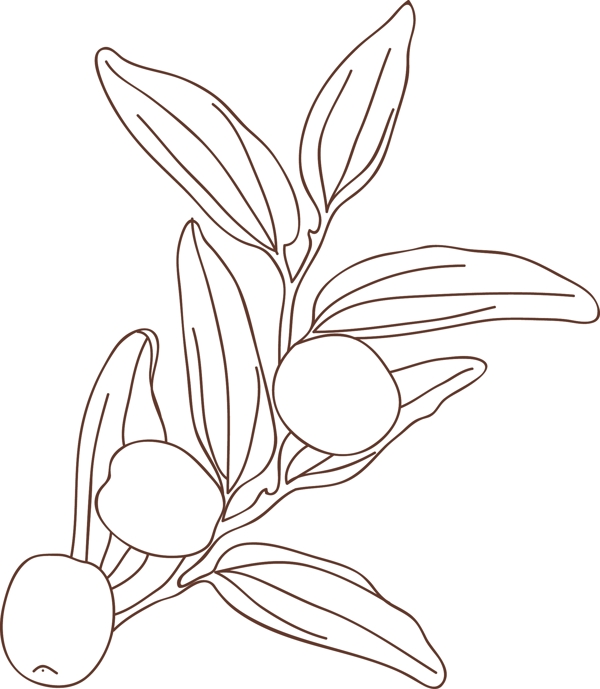 红枣手绘线稿图