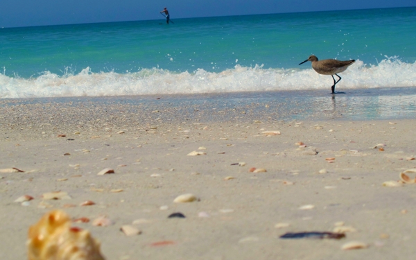 停留海滩上的海鸥