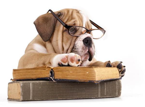 戴眼镜趴在书本上的小狗图片