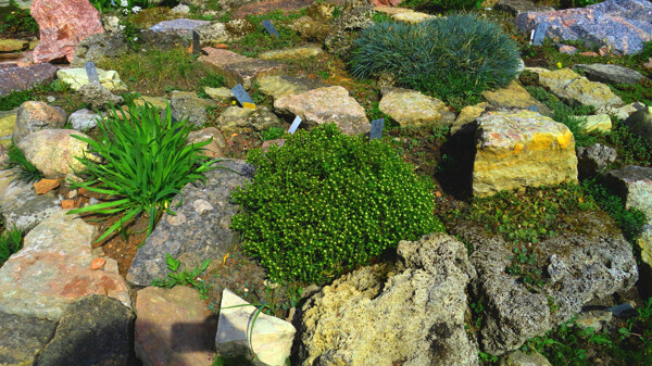 石头与绿色植物