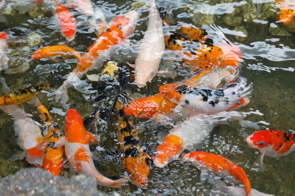 池塘里日本锦鲤图片