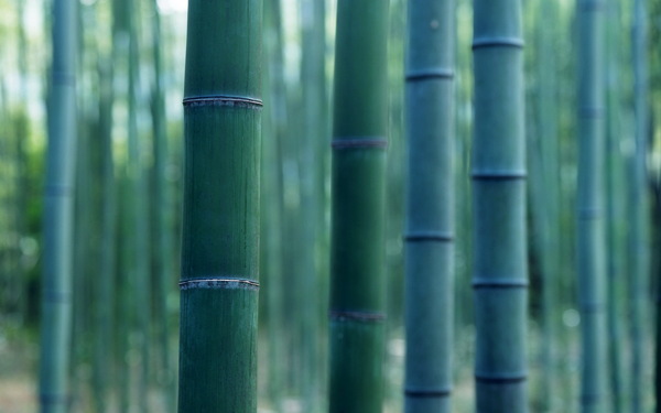 竹林风景图片