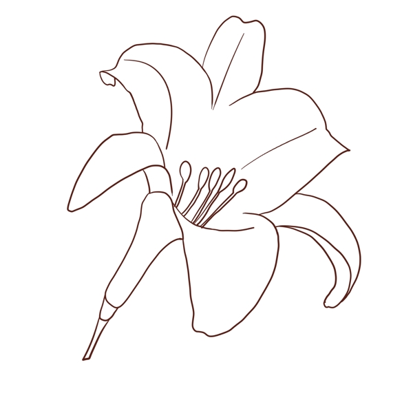手绘线性绽放的百合花一朵