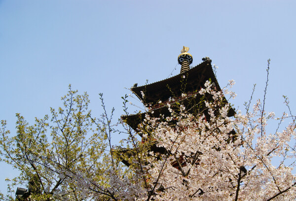 樱花中的寒山寺图片