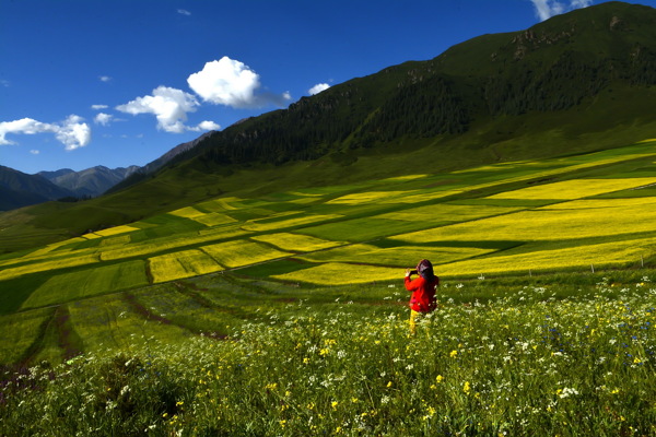 青海祁连县油菜花风景