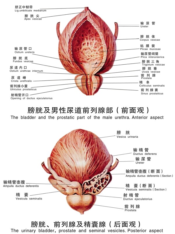 医疗人体科室挂图1膀胱及男性尿道前列腺部