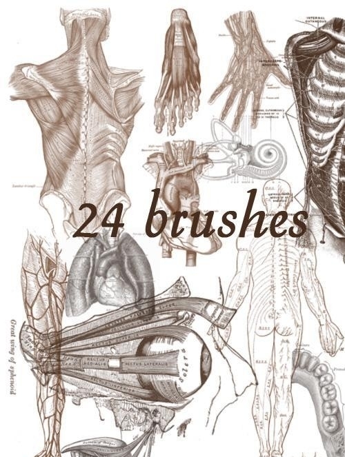 24款高清晰人体解剖图案PS笔刷
