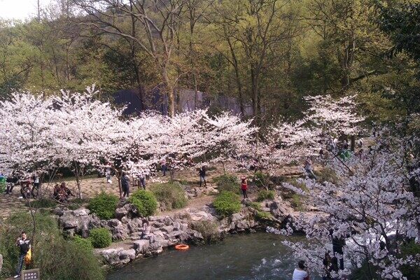 太子湾樱花图片