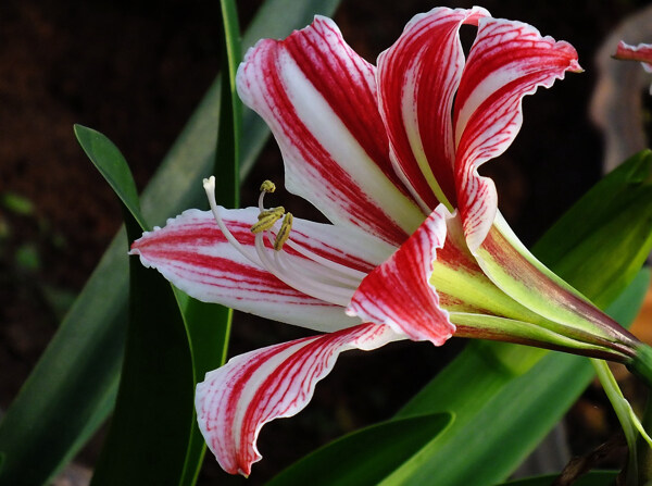 位图植物摄影写实花卉花朵百合免费素材