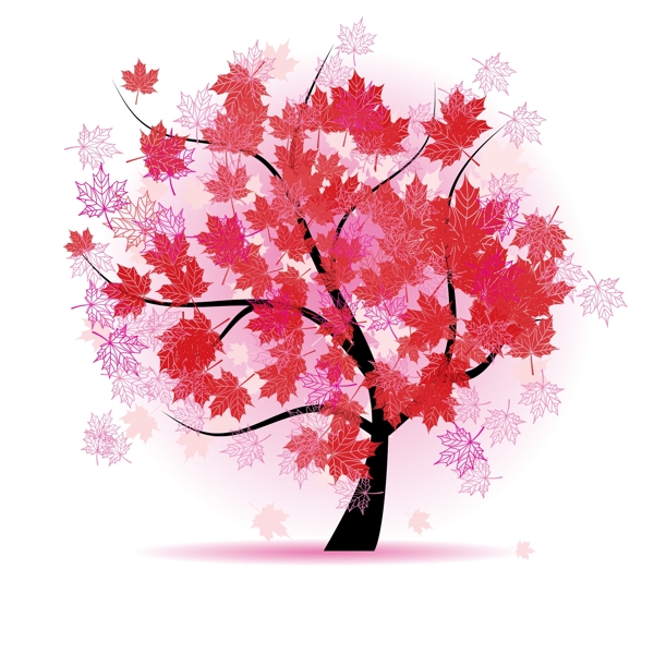 秋天枫树图片