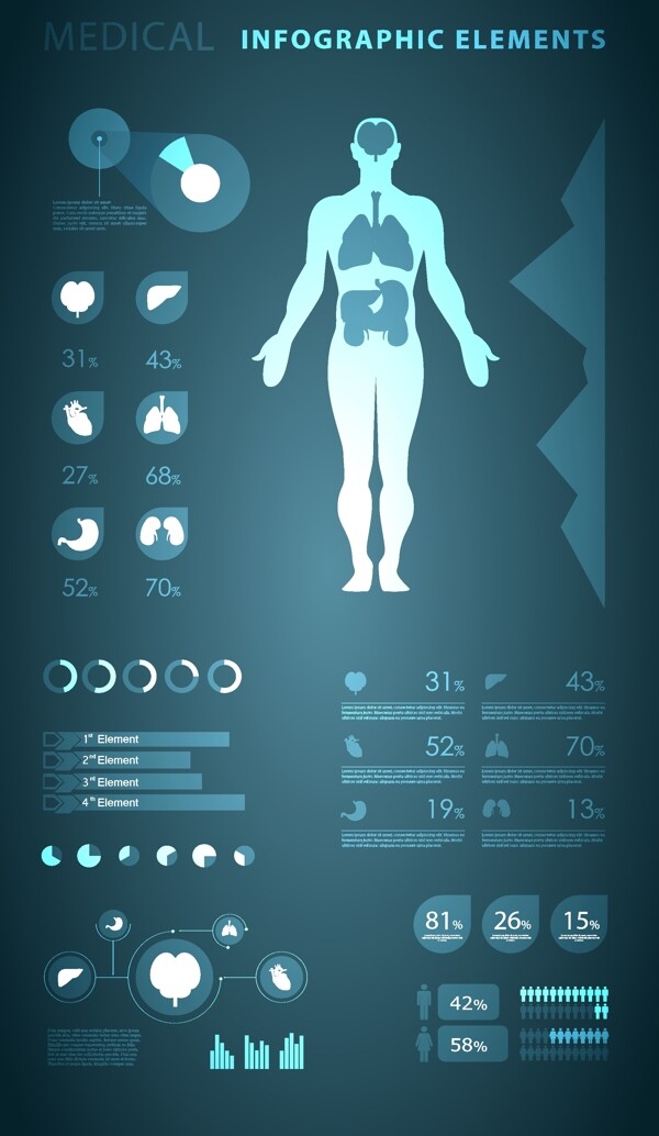 人体解剖信息图表