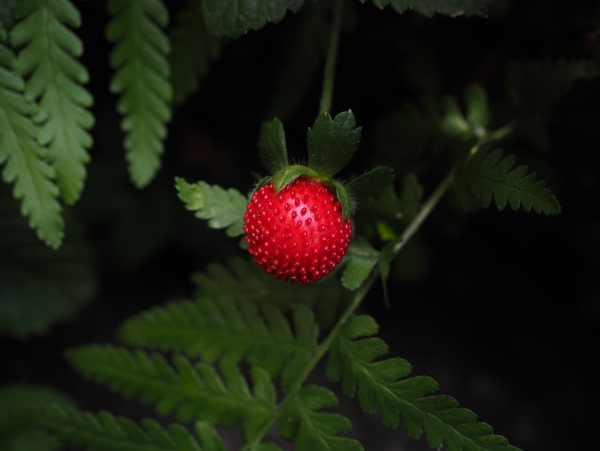 红色的蛇莓小浆果