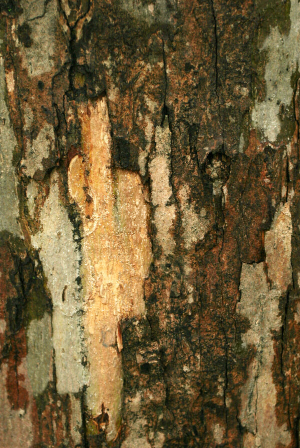 5张高清晰树木的伪装图案JPEG