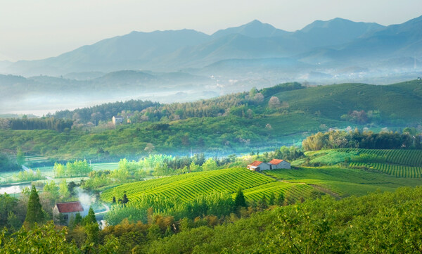 常州溧阳南山茶园图片