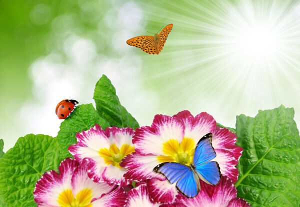 新鲜花朵昆虫背景图片