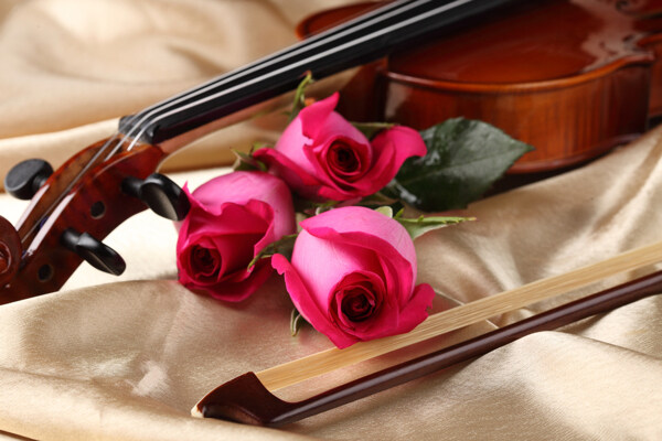 小提琴与玫瑰花特写图片