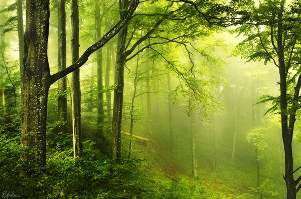 树林雾气图片