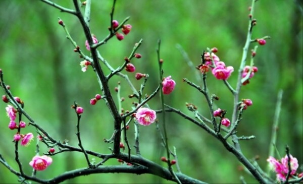 鲜花图片布艺素材背景下载