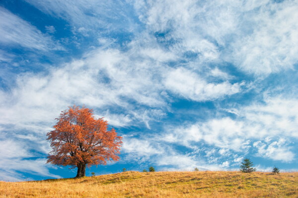 唯美秋天树木风景图片