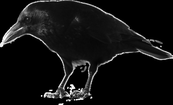黑色乌鸦侧面图免抠png透明图层素材