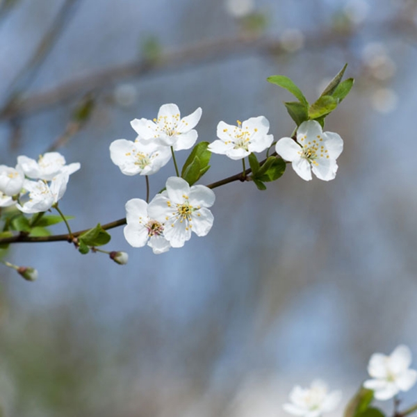 素雅桃花背景图