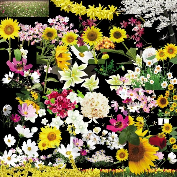 40个鲜花植物素材图片