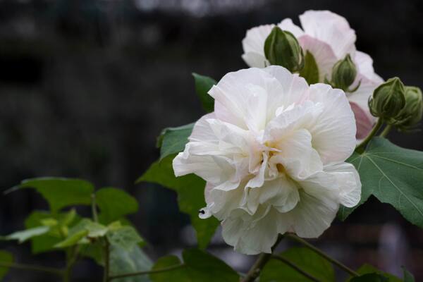 芙蓉花图片