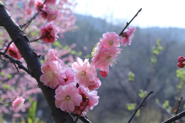 梅花