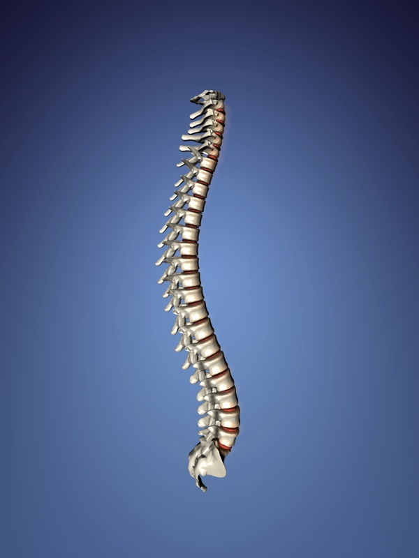 人体脊髓图片