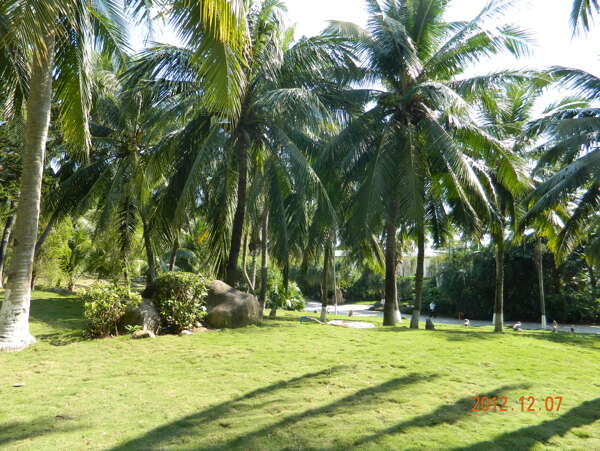 海南椰子林图片