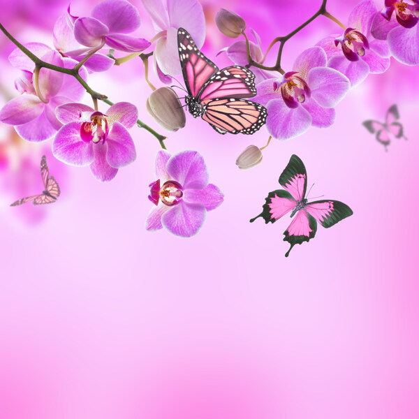 蝴蝶粉红光影背景