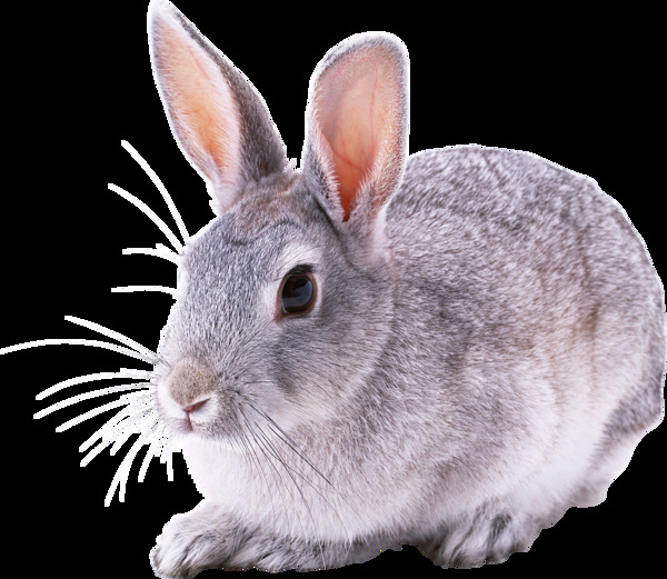 可爱长耳朵兔子免抠png透明图层素材