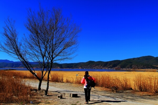 丽江拉市海景图片