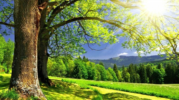 阳光普照的绿树