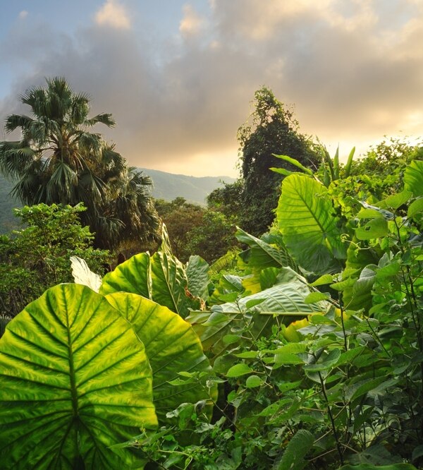 热带植物风景