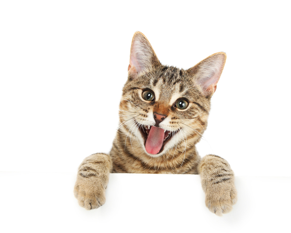 吐舌头的猫图片
