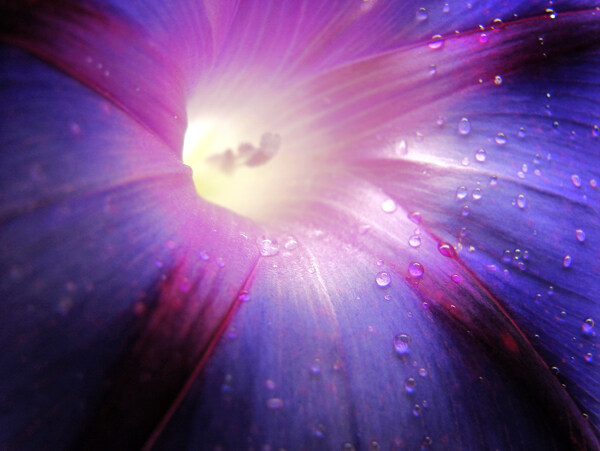 美丽的紫色百合花