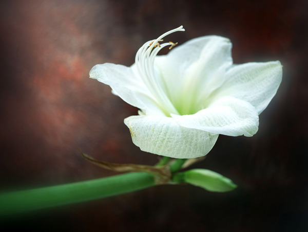 位图植物摄影花卉花朵免费素材