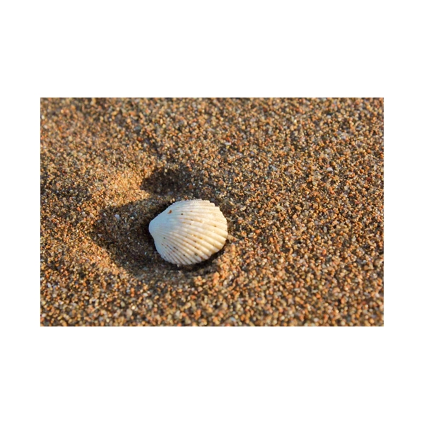 在沙滩上的白色贝壳png