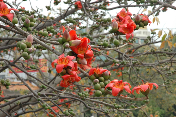 木棉花04图片