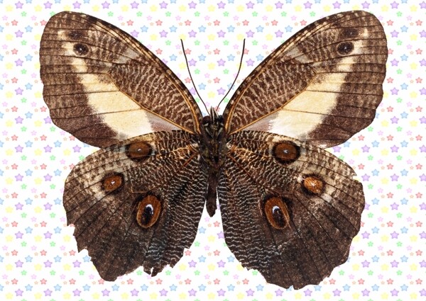 灰褐白色蝴蝶图片