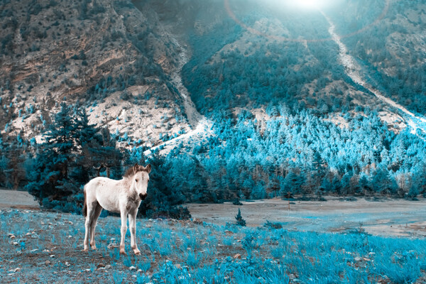 在蓝色草丛里走路的马