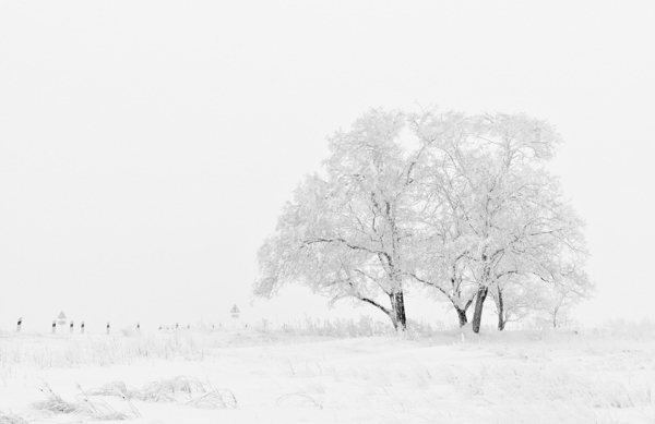 白雪松