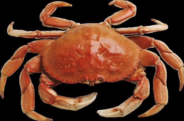 褐色大螃蟹图片免抠png透明图层素材
