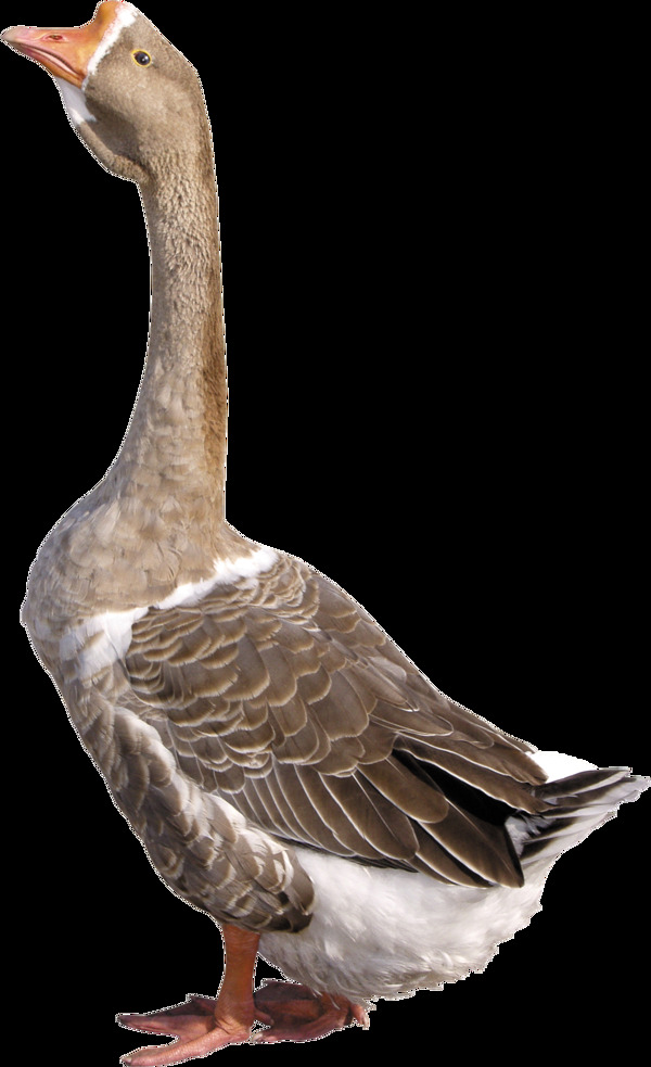 褐色羽毛的鹅免抠png透明图层素