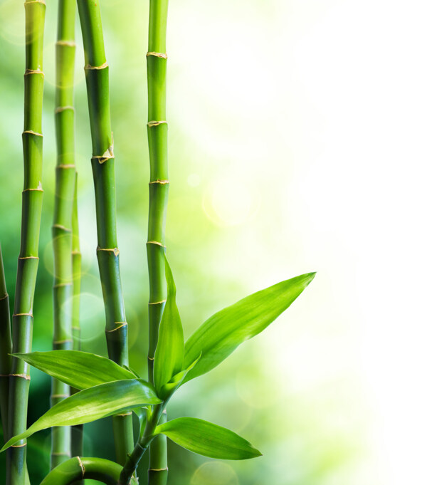 绿竹与梦幻光斑背景图片